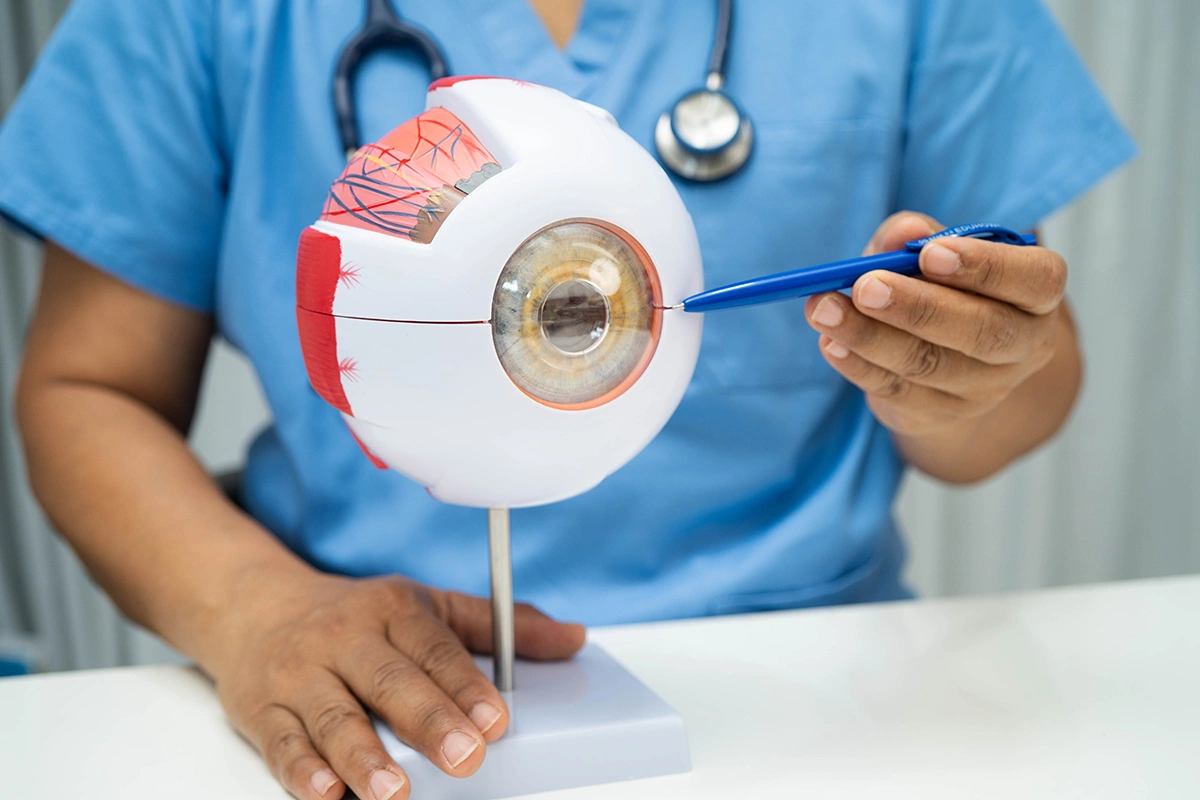A doctor pointing to a model of an eye